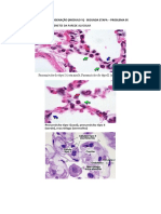 Histologia Oxi P5