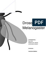 Drosophila