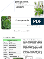 Plantago Major Llantén PDF