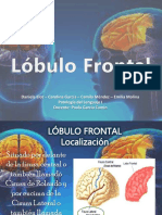 Lobulo Frontal