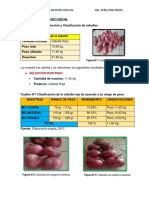 Clasificación de La Cebolla