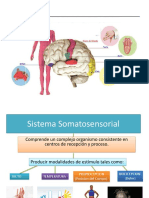 Mapas Sensibilidad Cutanea