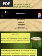 Aloe Real-Foda Wendy 80