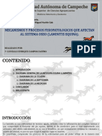 Campos - Fisiopatología Vet - Laminitis Equina