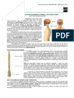 Anatomia Macroscopica Da Medula Espinhal