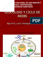 Glucolisis y Ciclo de Krebs