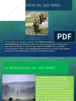 El Oso Pardo Power Point