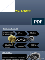 Ciclo Biologico Acarosis