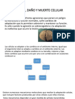 Adaptacion Lesion y Muerte Celular