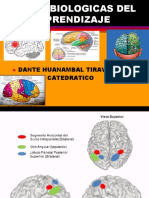 Bases Biologicas Del Aprendizaje 1