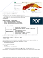 Resumo Dos Filos - Platelmintos, Nematelmintos, Equinodermos, Artrópode, Molusco, Anelídeo