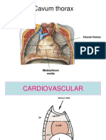 Cavum Thorax