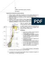 Anatomía