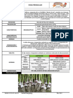 Ft-cpv-044 Ficha Tecnica Ajo