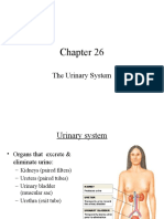 CH 26 Urinary