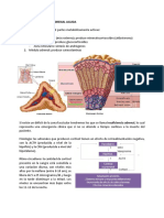 Insuficiencia Adrenal Aguda