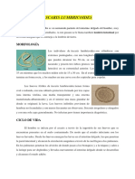 Helmintos PDF