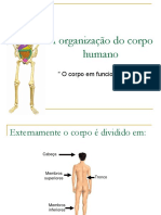 Sistema Circulatório Slides