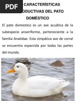 Caracteristicas Del Pato