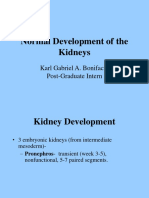 Normal Development of The Urogenital System