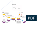 Where E Is Enzyme, S Is Substrate, and P Is Product