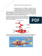 Clasificación de Los Peces Estructura Muscular y Cortes