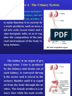 Chapter 4 The Urinary System