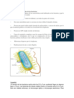 Características de Las Bacterias