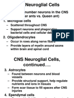 Neuroglial Cells and Neurons