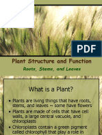 Plant Structure and Function: Roots, Stems, and Leaves