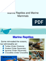 Marine Reptile and Mammal