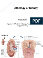 Histopathology of Kidney: Krisna Murti