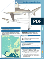 Sandbar Shark ST Id Guide