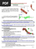 Reflexe Myotatique PDF