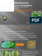 Manejo Agroecológico de La Roya Del Café