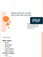 Human Digestion Presentation