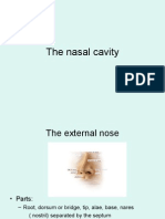 The Nasal Cavity