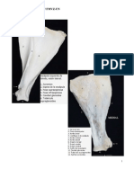 Guia Osteologia Bovino 2