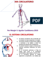 Sistema Circulatorio 7 Grado