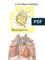 Heart Blood Histo