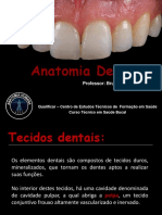 Anatomia Dental