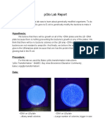 Pglo Lab Report