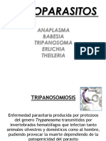 Hemoparasitos 2