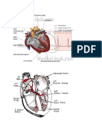 Conduction System of The Heart