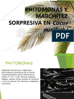 Marchitez Sorpresiva