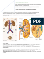 Sistema de Excreción Urinario