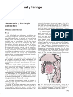 Anatomia Oral