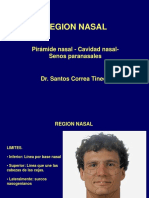 Region Nasal - Correa