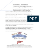 Anemia Ferropénica - Fisiopatología