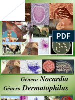 Nocardia y Dermatophilus